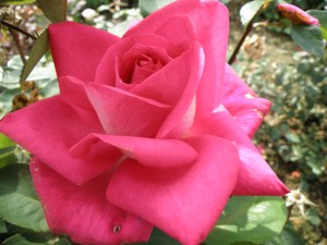 CHARLIES ROSE (hybrid tea)